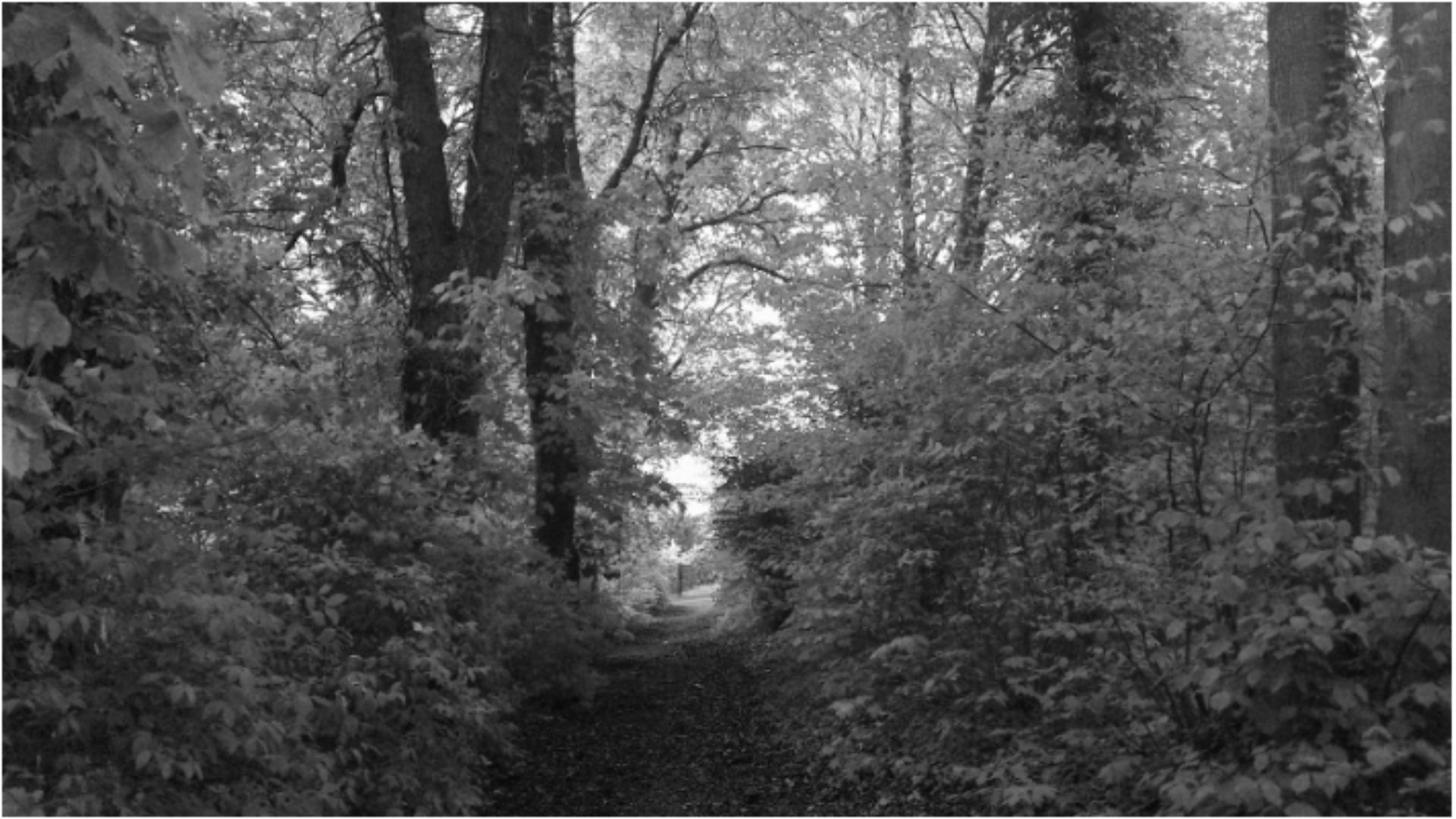 Wildergrund nördlich vom Maihälden Waldspielplatz - verwilderter Waldweg